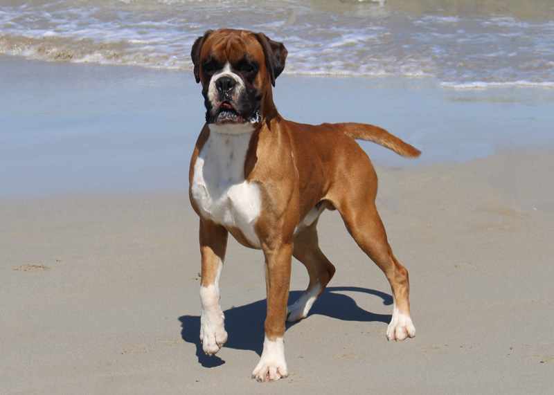 boxer terrier for sale