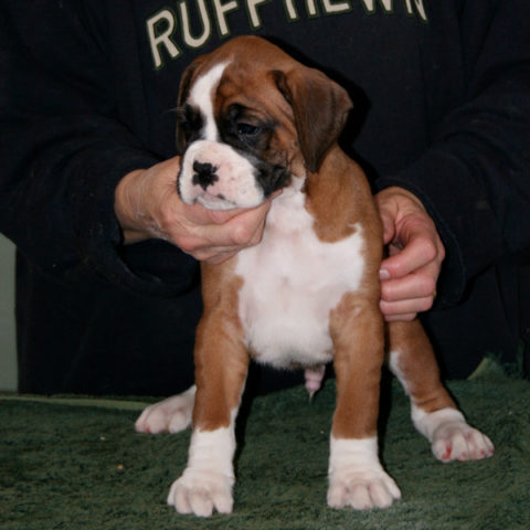 Puppies - Kesdar Boxers
