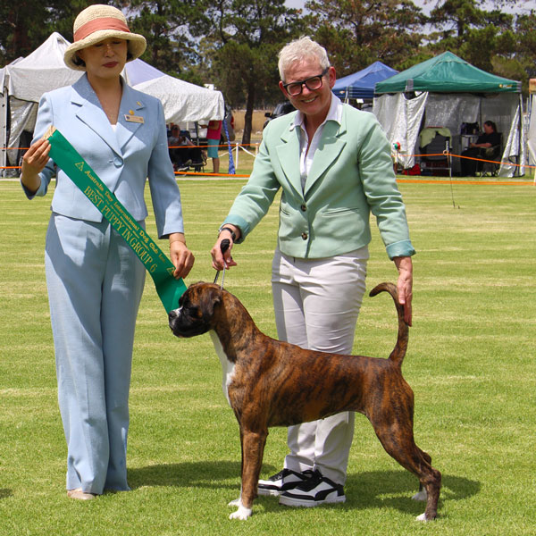 Indi Minor in Group at Bendigo Agi Show