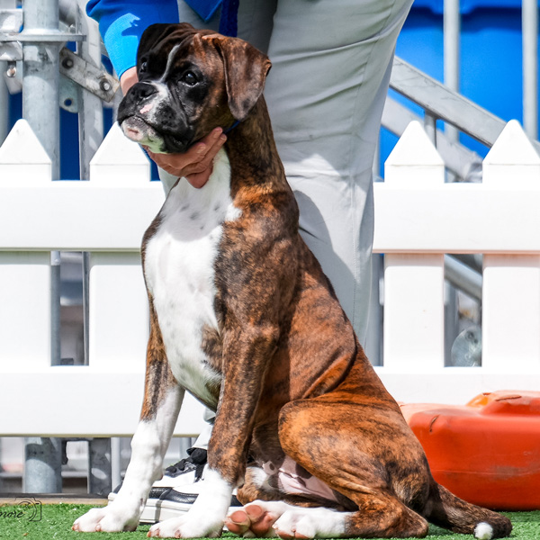 Kesdar colour My World, Frankie