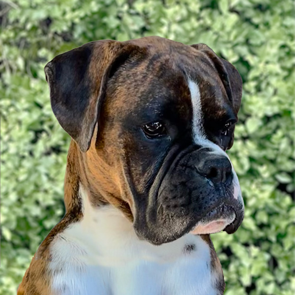 Kesdar colour My World, Frankie