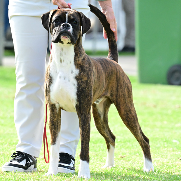 Kesdar colour My World, Frankie