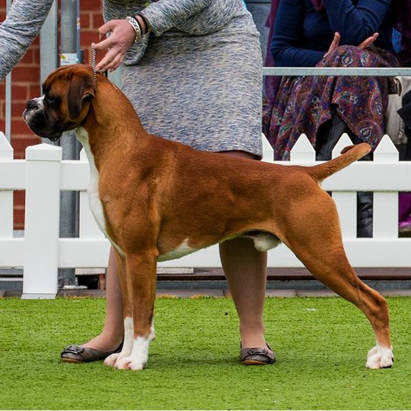 Champion Kesdar Red Hot Rumour (Deeks)