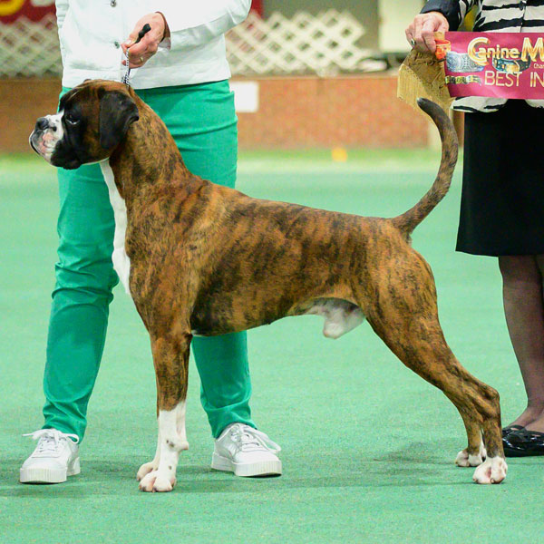 Supreme Champion Kesdar Kindred Spirit.